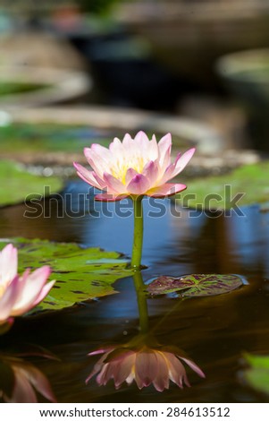 Pink flower lily lotus bloom floating on water with reflection