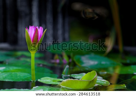 Purple flower lily lotus before bloom floating on water