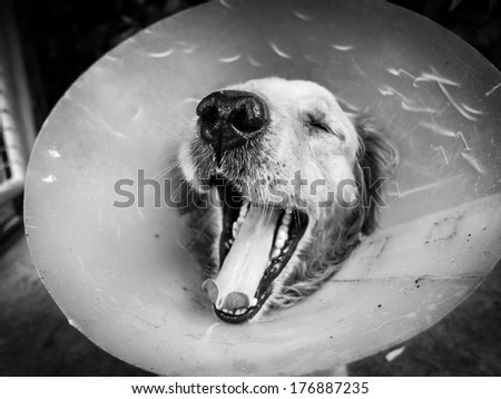 Dog (Golden, Retriever) is agape and tongue-tied with funnel.Black and white style
