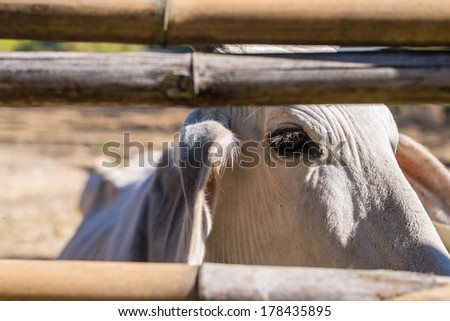 Close up face of cow in farm.