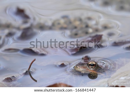 Common frog (Rana temporaria) close to eggs