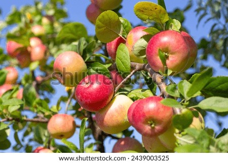 Similar – Image, Stock Photo Apple tree with many ripe red juicy apples in orchard. Harvest time in countryside. Apple fresh healthy fruits ready to pick on fall season