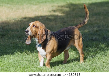 Basset hound, with tail held high, plays at a Colorado off leash dog park.