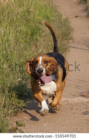 Happy basset hound runs off leash on a Colorado hiking trail.