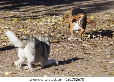 Basset hound having fun in Colorado off-leash dog park