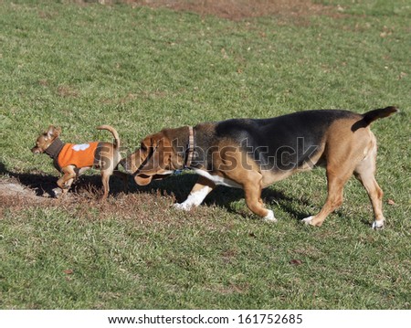 Basset hound  and Chihuahua having fun in Colorado off-leash dog park