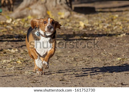 Basset hound having fun running in Colorado off-leash dog park