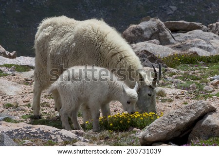 Mountain goats on Mount Evans in the Colorado Rockies