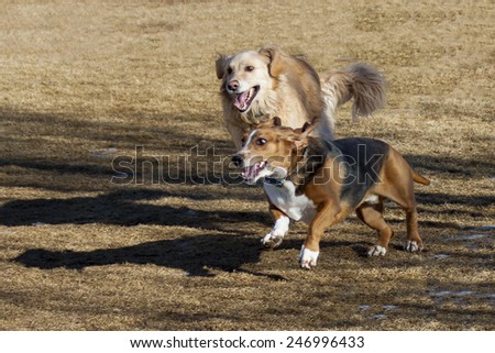 Basset hound and golden retriever having fun at Colorado off leash dog park
