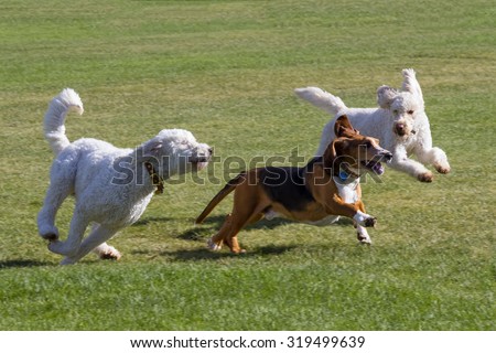 Dogs at play - basset hound and poodles have fun running in a Colorado off-leash dog park