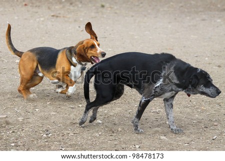 Basset Hound chases Catahoula Leopard Dog mix - having fun in off leash dog park.