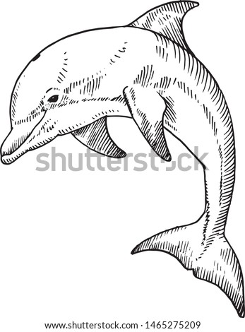 Dolphin Line Drawing | Free download on ClipArtMag