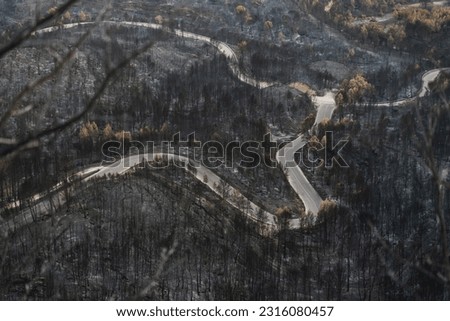 Similar – Image, Stock Photo Forest after fire in Brandenburg X