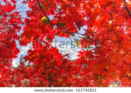 Background of autumn leaves at their peak crimson red color against a blue sky
