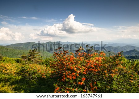 Landscape view of the Blue Ridge Mountains and flame azalea plants from the Appalachian Trail at Engine Gap Bald in the Roan Mountain highlands at the North Carolina Tennessee border.