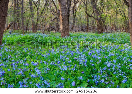 A patch of bluebell wildflowers covering the forest floor at Bull Run Park in Centreville, Virginia.