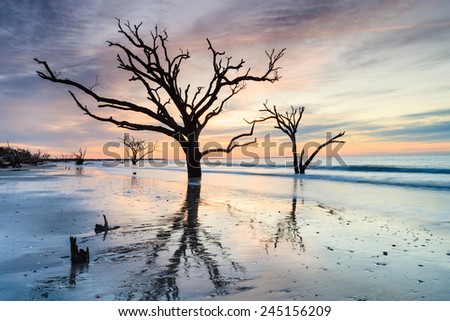 Boneyard beach at the Botany Bay Wildlife Management Area on Edisto Island near Charleston, South Carolina at sunrise.