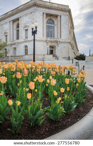 Vertical of the Russell Senate Office Building, north of the US Capitol, with yellow tulips in spring in Washington DC.