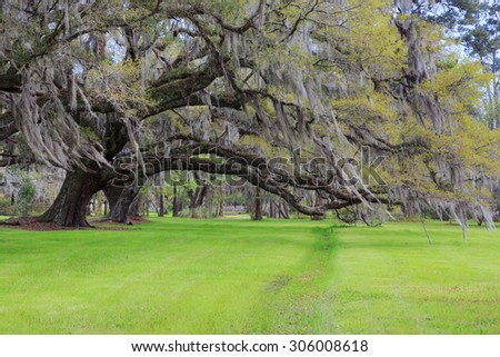 Large live oak tree with hanging spanish moss with spring green grass in southern garden in Charleston, South Carolina.