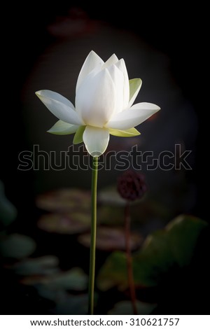 Solitary long-stemmed white lotus flower in the waters of Carroll Creek, Frederick, Maryland.