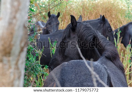 Similar – Foto Bild Drei Pferdeköpfe die aus dem Blickwinkel des Reiters fotografiert wurden