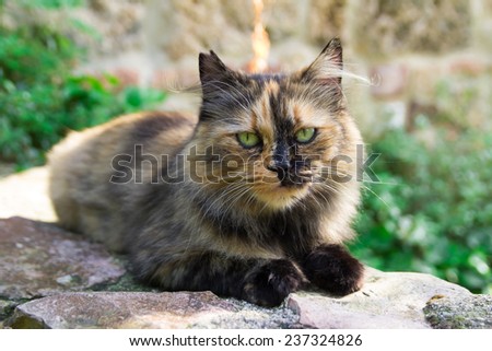 Portrait of calico cat sitting on the wall