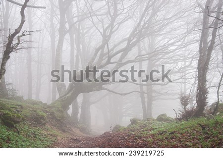 Magic forest in autumn with fog
