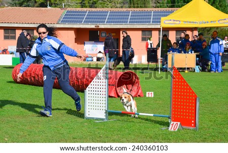 Umbria, Italy - December 28, 2014: Dog running at agility dog competition in Campello sul Clitunno in Umbria, Italy. Dog jumping an obstacle.