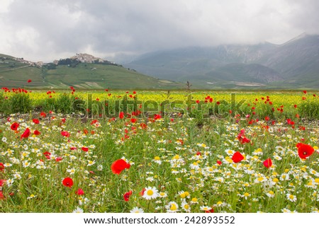 Beautiful summer landscape at Piano Grande (Great Plain)in the Apennine Mountains, Castelluccio di Norcia, Umbria, Italy.