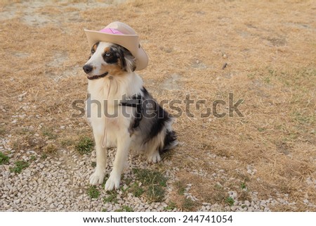 Australian shepherd dog with hat