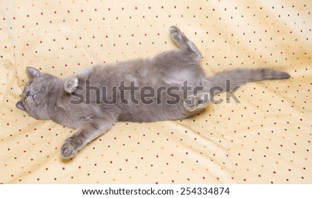 Grey cat sleeping in a funny position