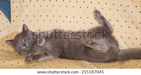Animals - Pets. Chartreux cat sleeping in a funny position