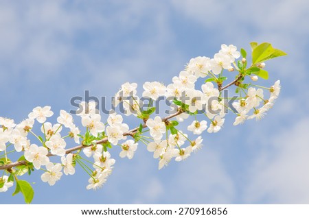 Blossoming of plum cherry flowers in spring time with green leaves, easter floral background