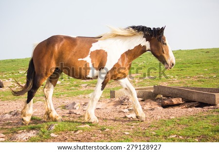 Beautiful white and brown horse walking on the mountain