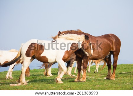 Photo of wild horses walking on the mountain