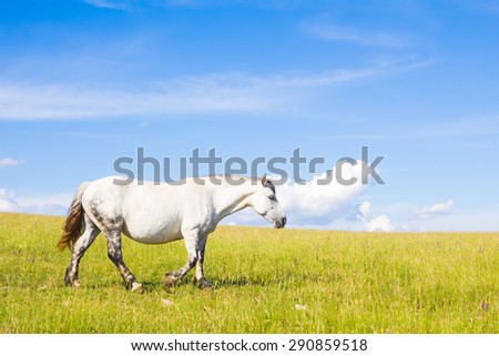 Portrait of beautiful white horse walking on the summer landscape