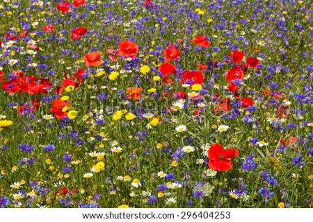 Image of different wild flowers. Piano Grande di Castelluccio (Perugia, Umbria, Italy), famous plateau in the natural park of Monti Sibillini