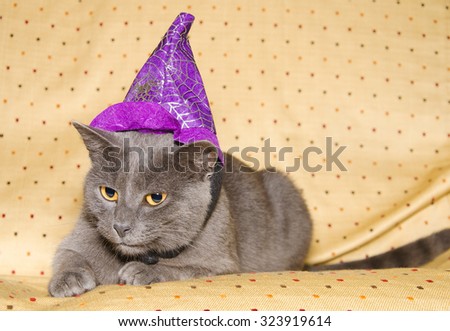 Chartreux cat in costume for a masquerade. Halloween image.