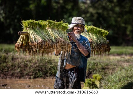 Smiling Thai farmer grow rice in the rainy season. He is carring the rice sprouts on the shoulder.they are soaked with water and mud to be prepared for planting. wait three months to harvest crops.