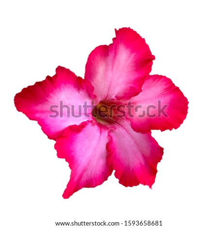 Flower Colorful Vector Background | Download Free Vector Art | Free-Vectors