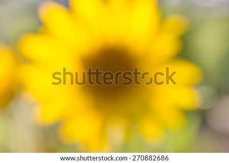 High key blurred image of sunflower