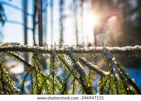 Fur-tree branch under the rays of the winter sun