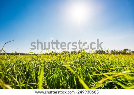 Afternoon sun over the meadow. View from ground level, focus on the grass