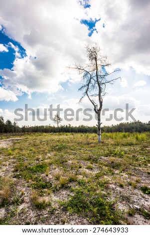 Dead tree in the sun in the bare field