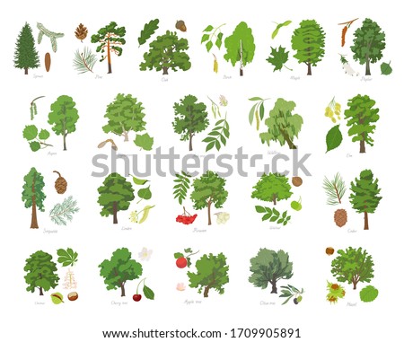 Vector illustration set of different kinds of trees with its parts and names.