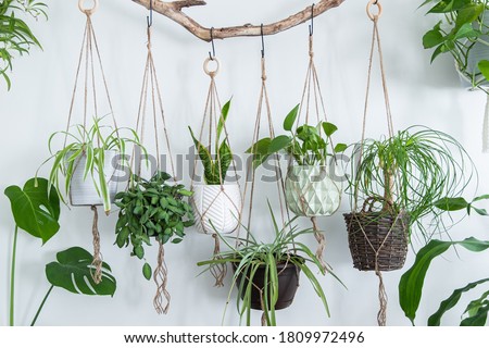 Six jute twine macrame plant hangers are hanging from a driftwood branch. Some of them have wooden rings used as decor to add character to the crafts. A nice variety of plants and pots are used. ストックフォト © 