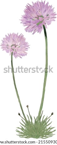 Allium 'Purple Sensation' in flower
