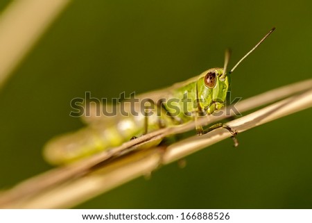 Green grasshopper on a dried plant