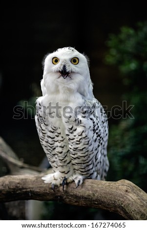 White owl on natural, green background