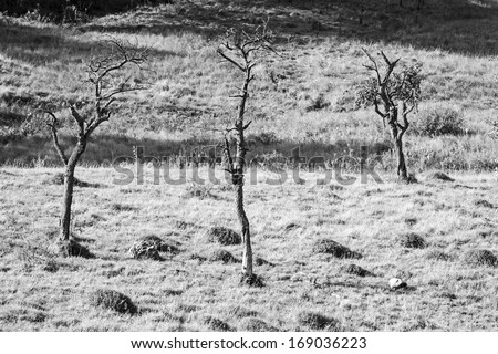 Black ad white mountain landscape with trees